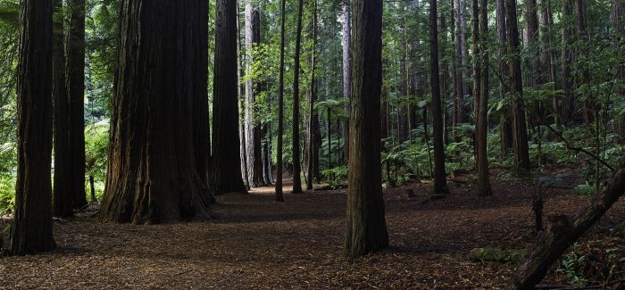 The Redwood Grove. Rotorua, New Zealand 2