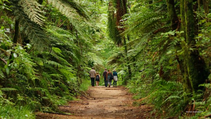 The Redwood Grove. Rotorua, New Zealand